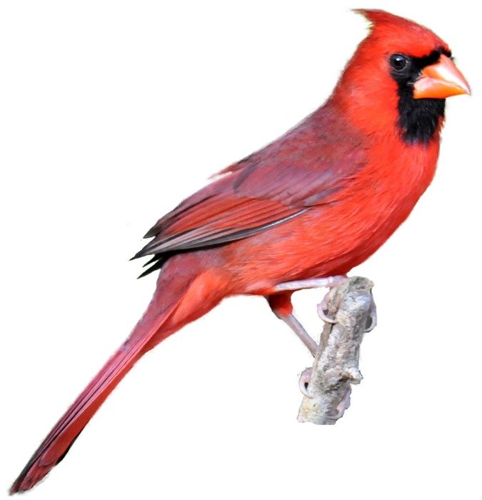 İllustration of Cardinal bird