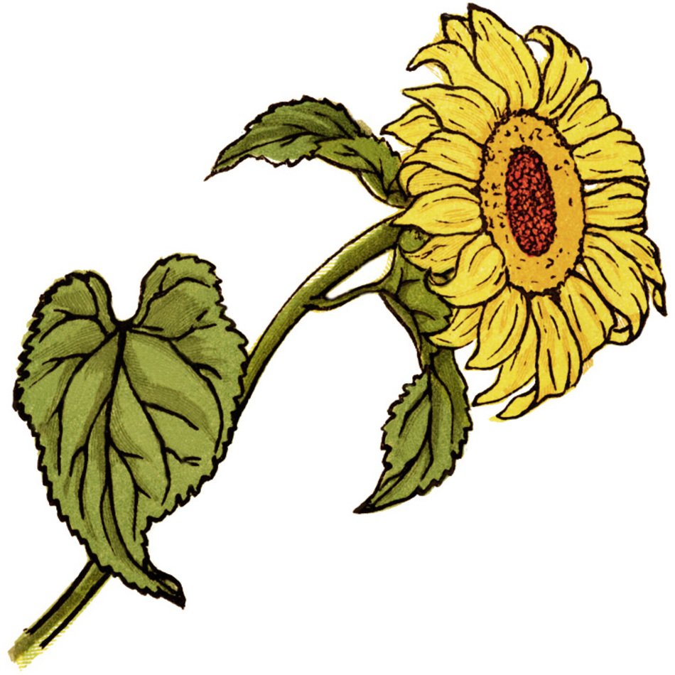 Free Free 254 Clipart Sunflower Stem SVG PNG EPS DXF File