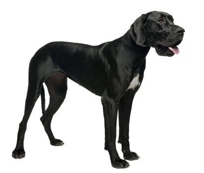 Gallery For &gt Black Dog Jpg