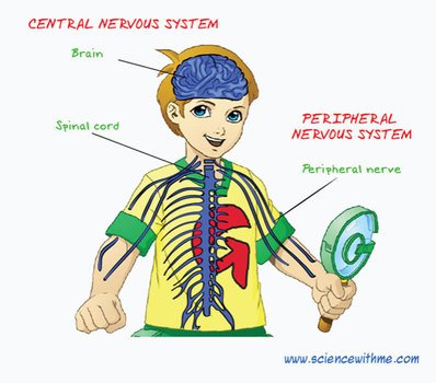 Central Nervous System Colouring Pages Page 3