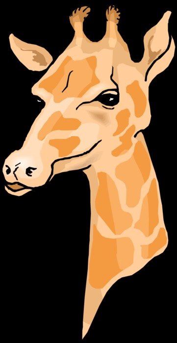 giraffe head on the black background