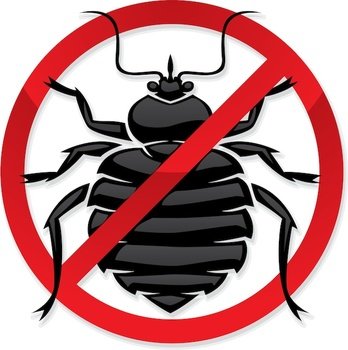 Bed Bug Photos Images & Pics What Do Bugs Look Like