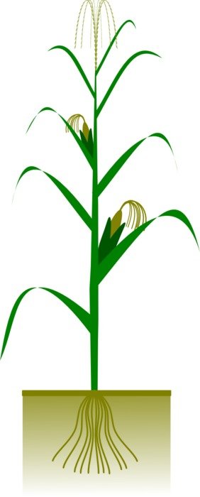 cultivated corn plant