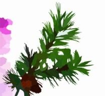 Pine Branch At Clkercom Vector Online Royalty clipart