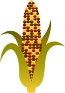 Indian Harvest Corn drawing