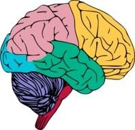 Brain4