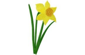 drawing Daffodils flower drawing