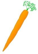Colorful carrot drawing
