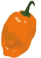 glossy orange Chili Pepper, drawing