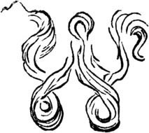Letter w, Tattoo design