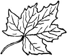 clipart of the maple leaf