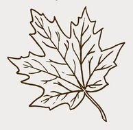 maple leaf, outline