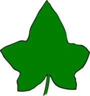 Back &amp;gt Gallery For Aka Ivy Leaf