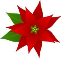 Christmas Flower, Poinsettia, drawing