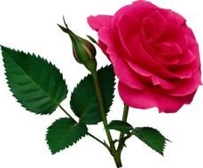 Pink cute Rose drawing
