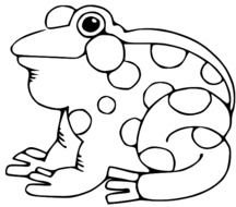 Lds Frog N2
