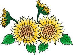 drawn sunflowers