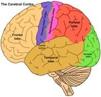 The Cerebral Cortex as a picture for clipart