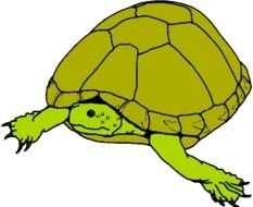 green big Turtle drawing