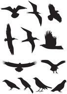 Birds Silhouettes drawing