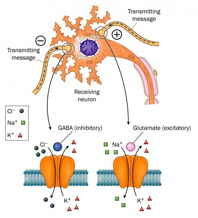 Neurotransmitters Involved In Epilepsy