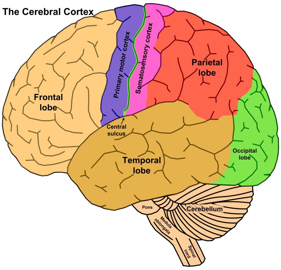 The Cerebral Cortex as a picture for clipart