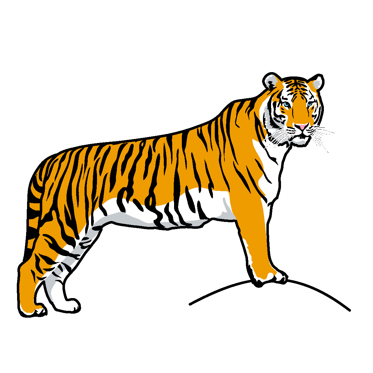 Nice Tiger Drawing Free Image