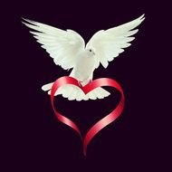 white dove and heart