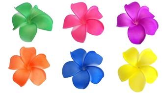 flowers of different colors on a white background