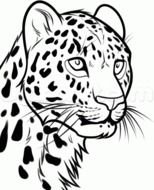 drawing of the leopard