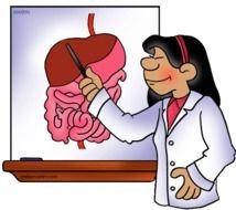 Human Digestive System Free Science Lesson Plans Activities