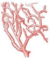 painted red coral