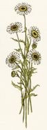 a bouquet of white daisies is drawn on a white sheet