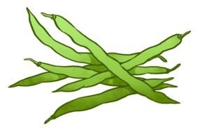 fresh Green Bean drawing