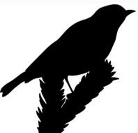 Bird Silhouettes Sitting On Spruce Branchjpg