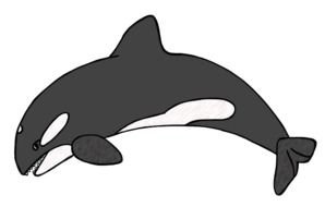 clipart of the Killer Whale