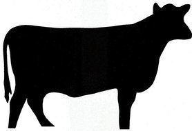 black silhouette of a cow