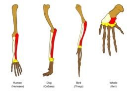 Analogous Structures Have The Same Function But Not clipart