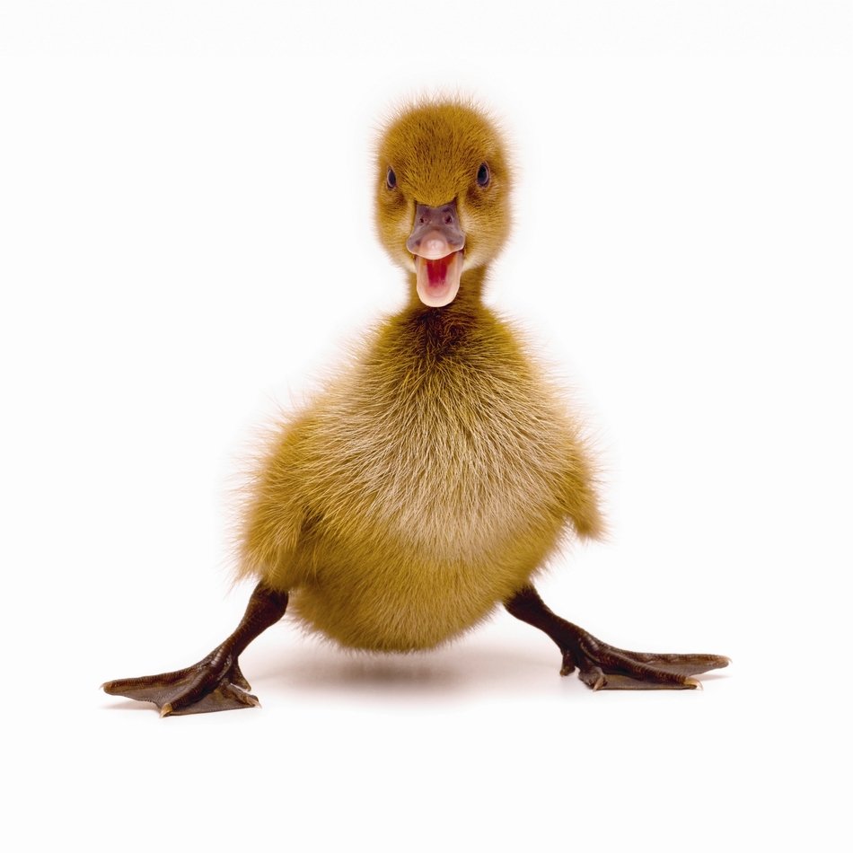 young cut duckling