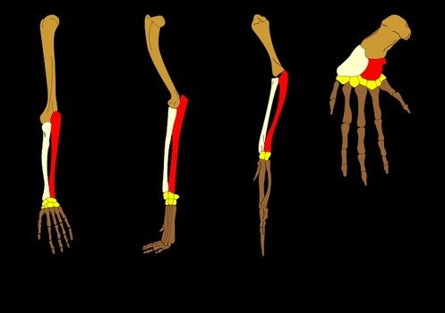 Analogous Structures Have The Same Function But Not clipart