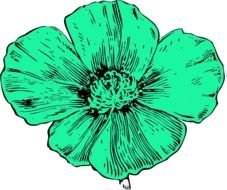 California Poppy Color Variation D