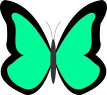 green butterfly as a picture for clipart