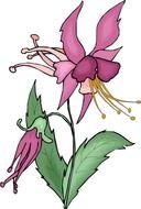 purple and pink Wildflower, Drawing