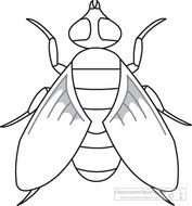 Download Fly Insects Black White Outline 972