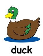 brown duck as a picture for clipart