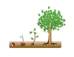 tree growth drawing