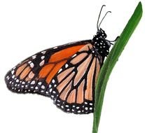 Wanderer Or Monarch Butterfly drawing