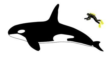 Sockeye Salmon drawing
