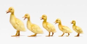 Put Those Ducks drawing