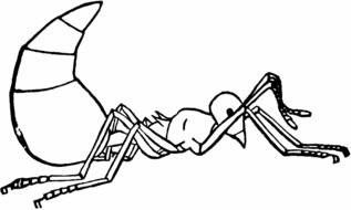 picture of a wasp